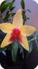 Dendrobium cuthbertsonii x sulawesiense